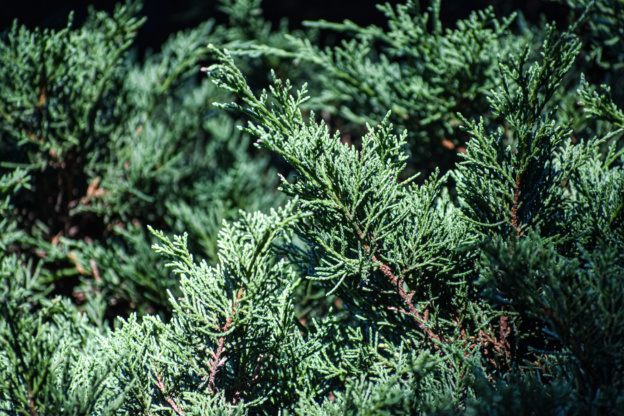 Exploring Birds Birds attracted to Common Juniper